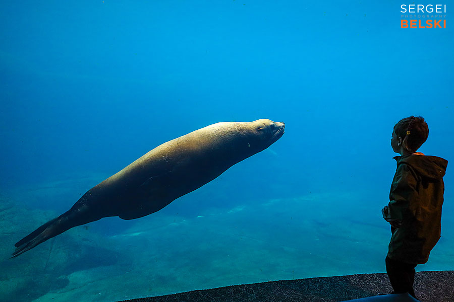 my tesla adventures Vancouver road trip photographer sergei belski photo