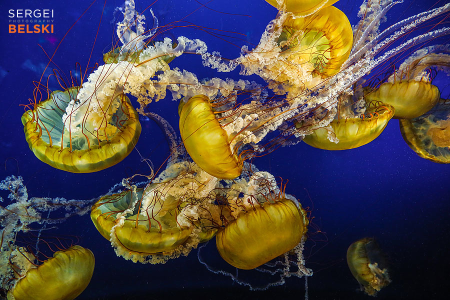 my tesla adventures Vancouver road trip photographer sergei belski photo