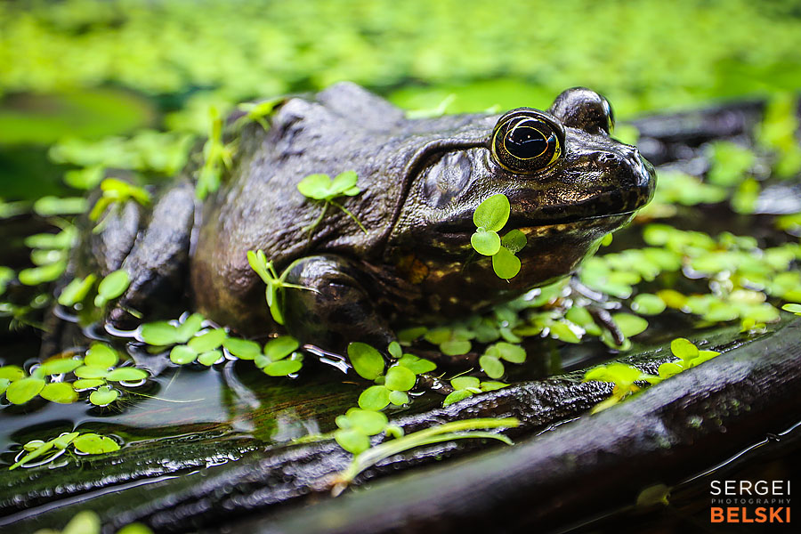 my tesla adventures Vancouver road trip photographer sergei belski photo