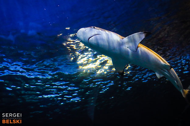 my tesla adventures Vancouver road trip photographer sergei belski photo