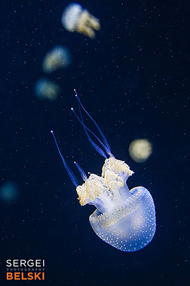 my tesla adventures Vancouver road trip photographer sergei belski photo