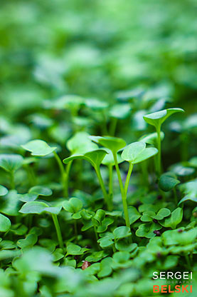 airdrie photographer sergei belski photo