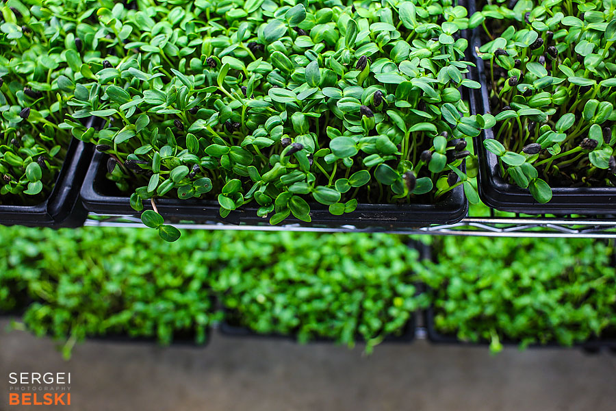 airdrie photographer sergei belski photo