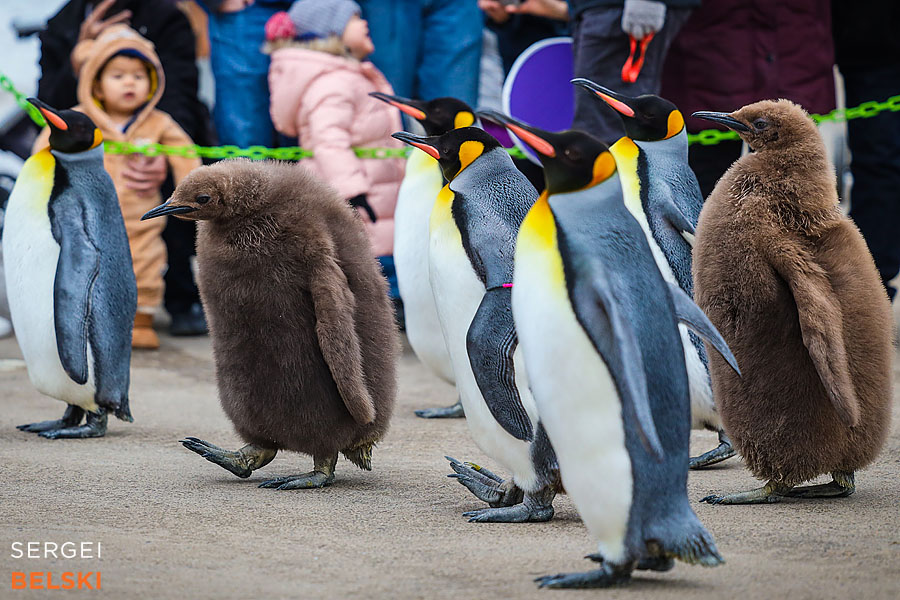 calgary zoo photographer sergei belski photo
