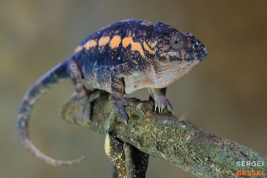 calgary zoo photographer sergei belski photo