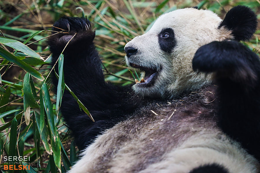 calgary zoo photographer sergei belski photo