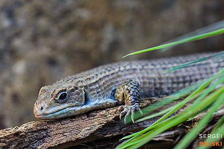 calgary zoo photographer sergei belski photo