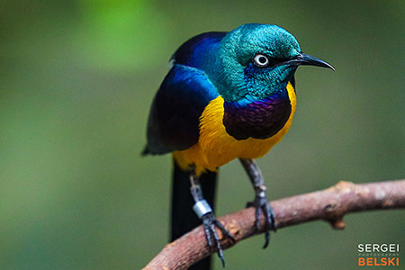 calgary zoo photographer sergei belski photo