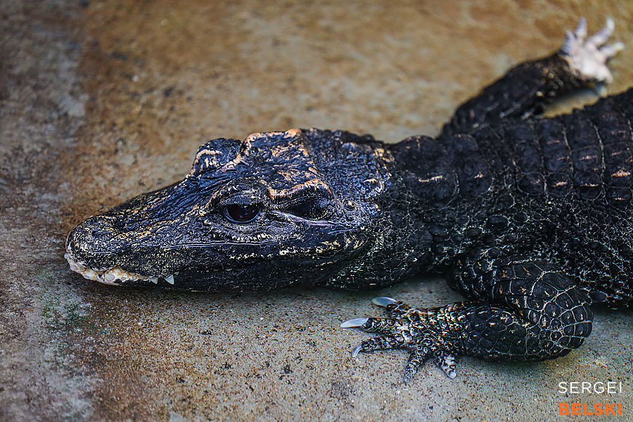 calgary zoo photographer sergei belski photo