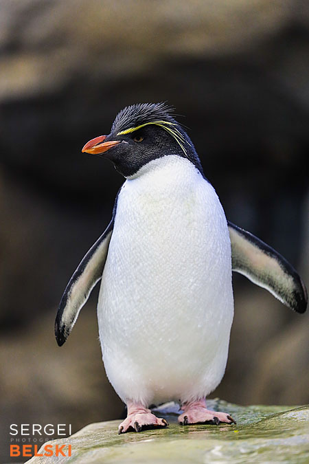 calgary zoo photographer sergei belski photo