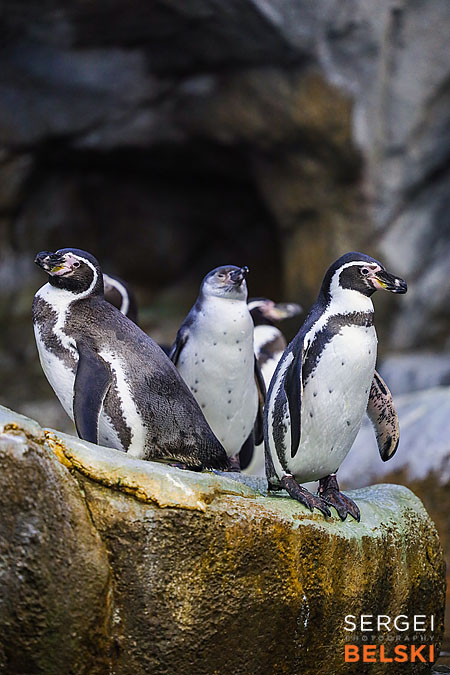 calgary zoo photographer sergei belski photo