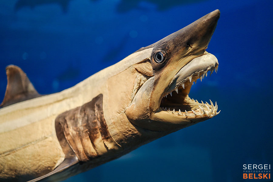 calgary science center photographer sergei belski photo