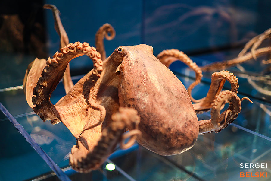 calgary science center photographer sergei belski photo