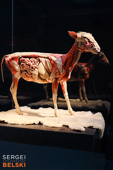 calgary science center photographer sergei belski photo