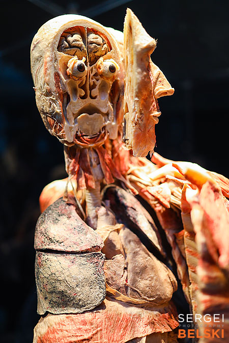 calgary science center photographer sergei belski photo