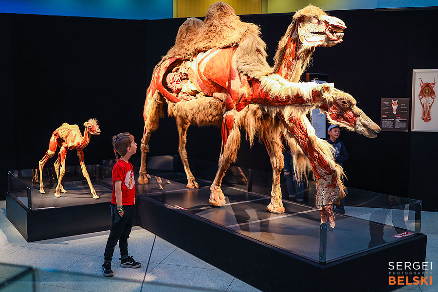 calgary science center photographer sergei belski photo