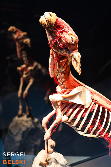 calgary science center photographer sergei belski photo