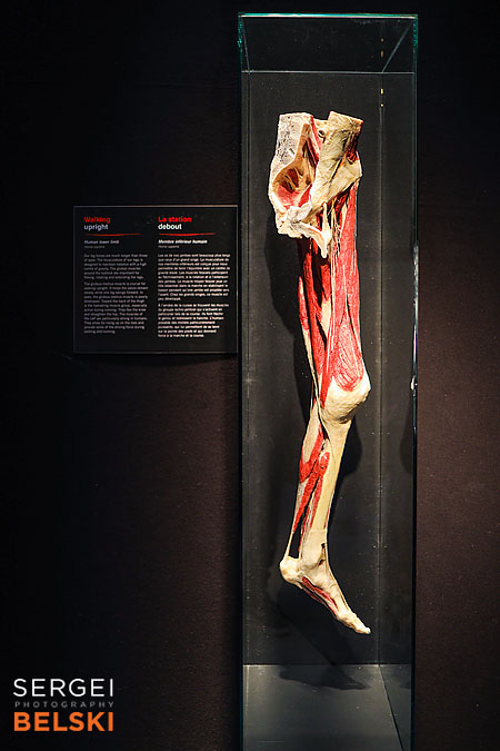 calgary science center photographer sergei belski photo