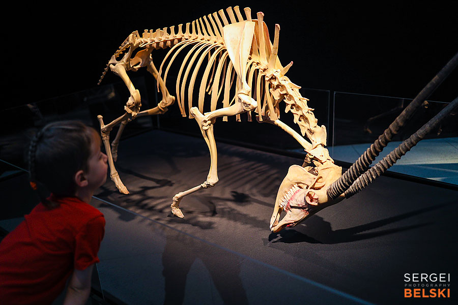 calgary science center photographer sergei belski photo