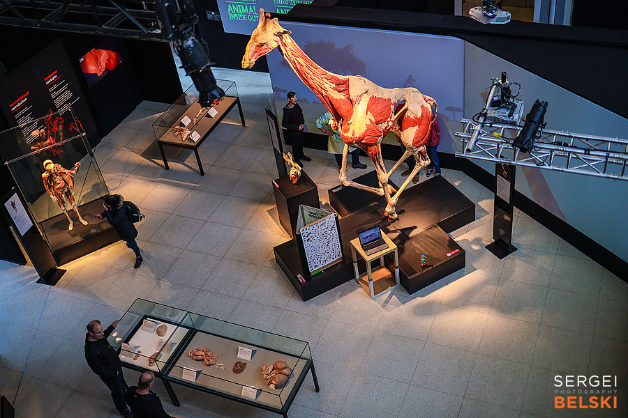calgary science center photographer sergei belski photo