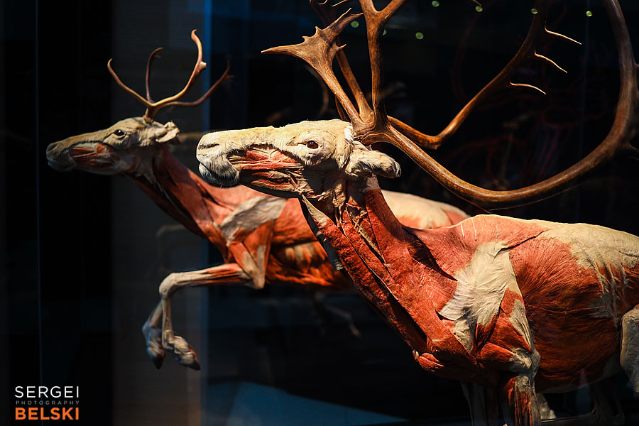 calgary science center photographer sergei belski photo