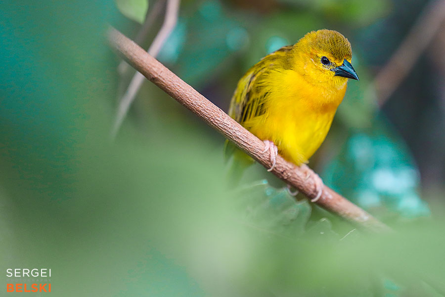 calgary zoo photographer sergei belski photo