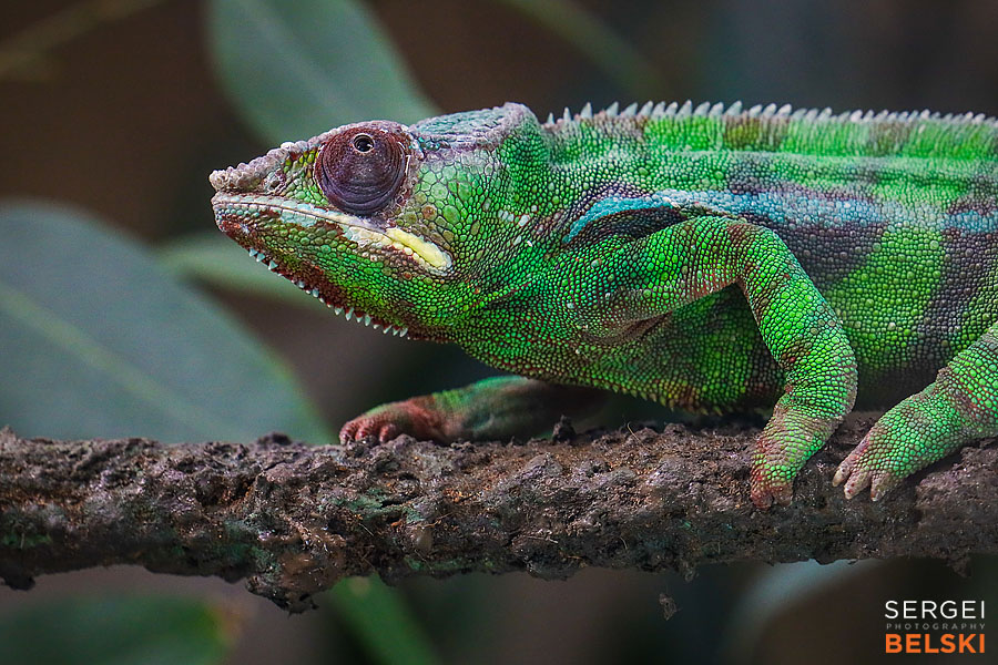 calgary zoo photographer sergei belski photo