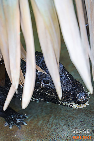 calgary zoo photographer sergei belski photo