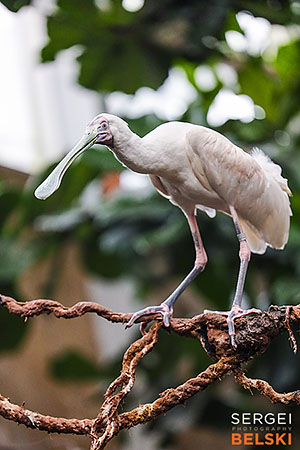 calgary zoo photographer sergei belski photo