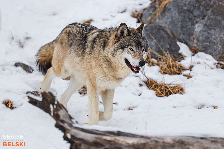 calgary zoo photographer sergei belski photo