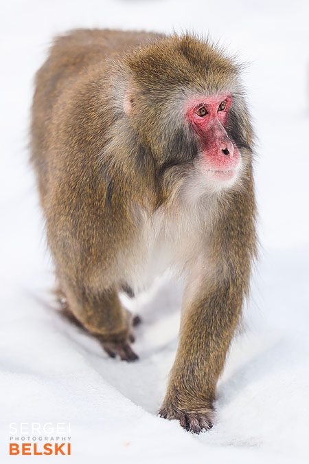calgary zoo photographer sergei belski photo
