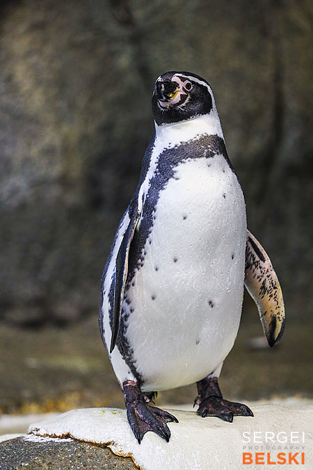 calgary zoo photographer sergei belski photo