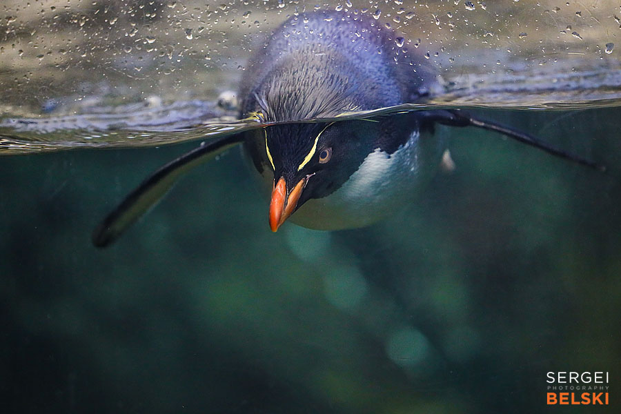 calgary zoo photographer sergei belski photo