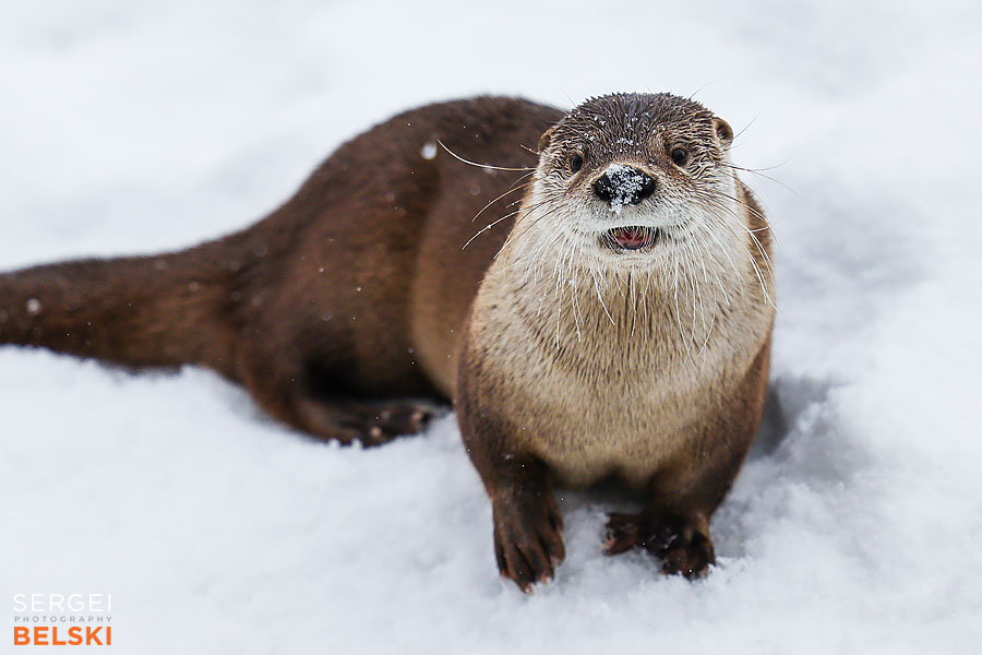 Edmonton travel photographer sergei belski photo