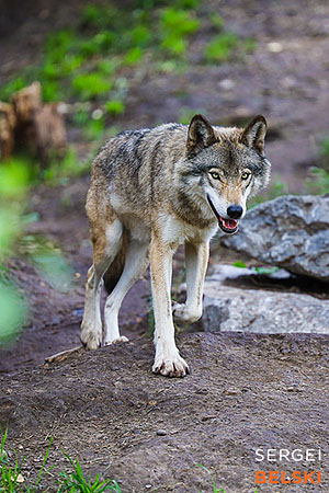 calgary zoo photographer sergei belski photo