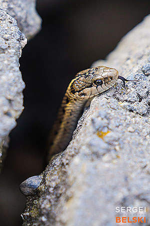 calgary zoo photographer sergei belski photo