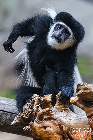 calgary zoo photographer sergei belski photo