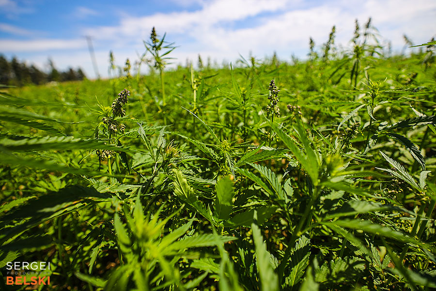 fortis alberta corporate photographer sergei belski photo