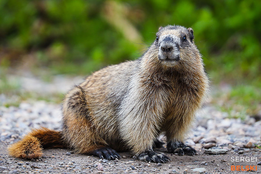 my tesla adventures travel photographer sergei belski photo