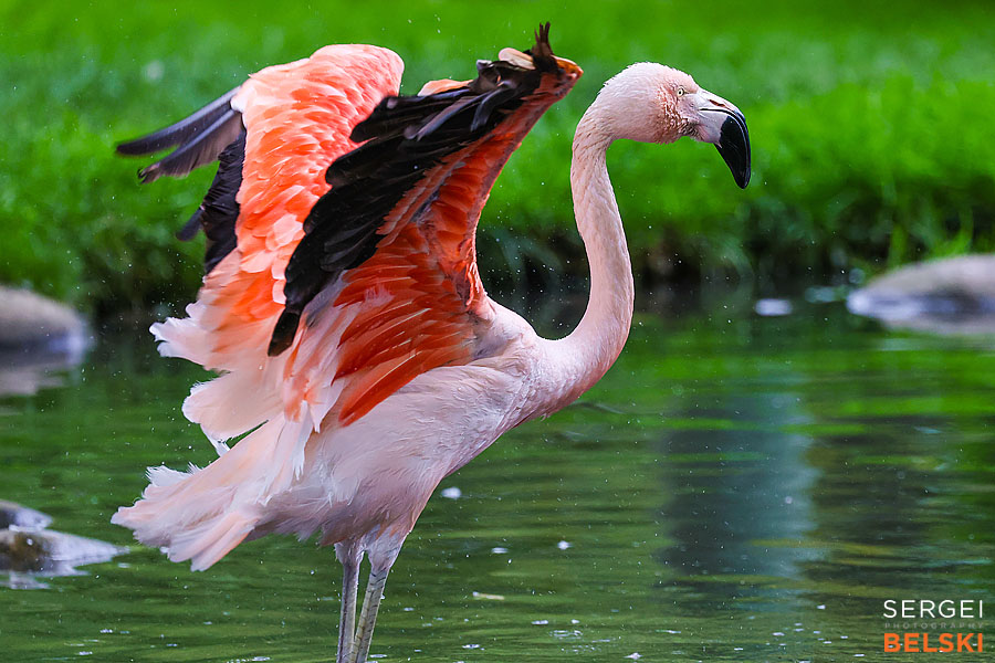 calgary zoo photographer sergei belski photo