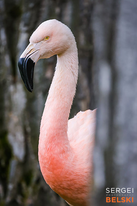 calgary zoo photographer sergei belski photo