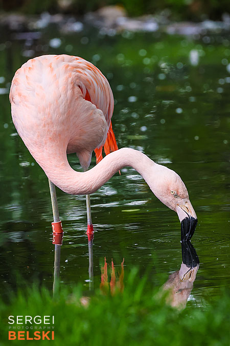 calgary zoo photographer sergei belski photo