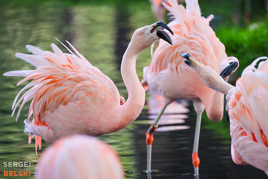calgary zoo photographer sergei belski photo