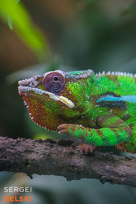 calgary zoo photographer sergei belski photo