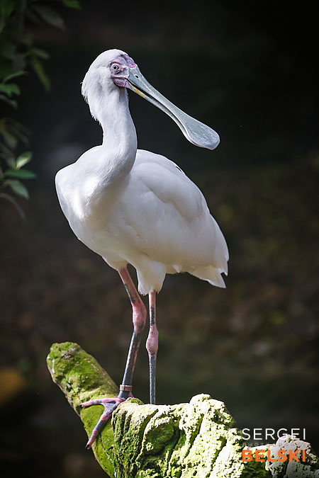 calgary zoo photographer sergei belski photo