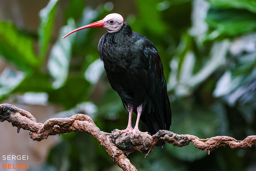calgary zoo photographer sergei belski photo