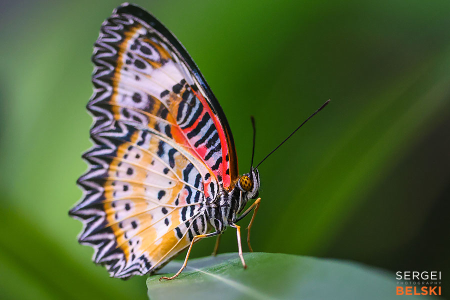 calgary zoo photographer sergei belski photo