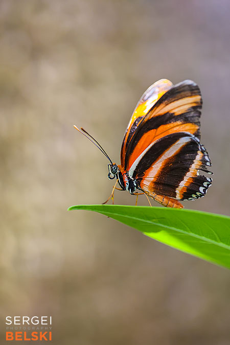 calgary zoo photographer sergei belski photo