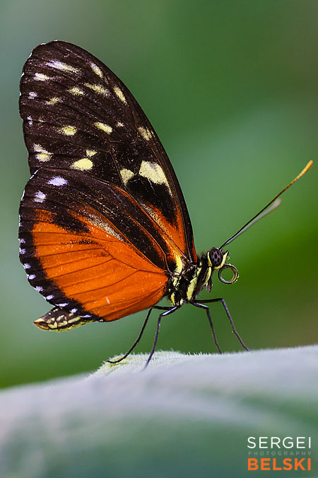 calgary zoo photographer sergei belski photo