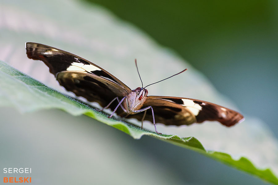 calgary zoo photographer sergei belski photo